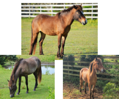 Meet Your Ponies: Sacajawea and Family!