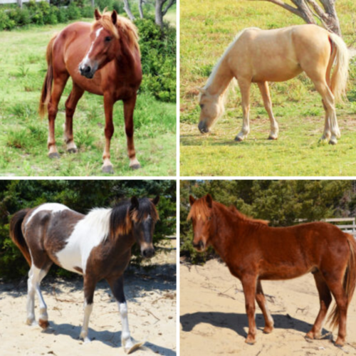Celebrate National Day of the Horse – Meet Jitterbug, Jobelle, Rayo and Captain!