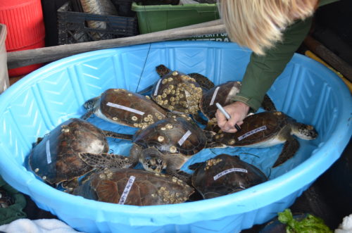 How you & your parks can help turtles this winter