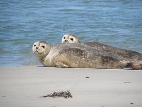 Get wild with your OBX wildlife!