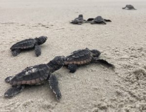 Loggerhead sea turtles crawl on the sand toward ocean on Oracoke Island