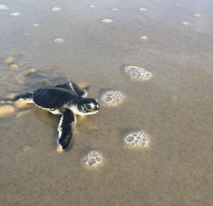 Green sea turtle hatchling on sand at Cape Hatteras National Seashore