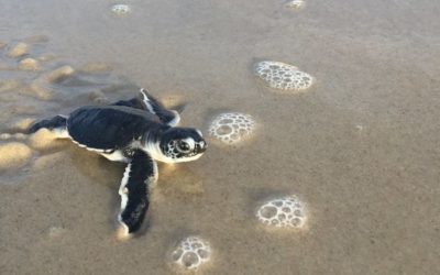 All About Sea Turtles: Sea Turtle Hatchlings