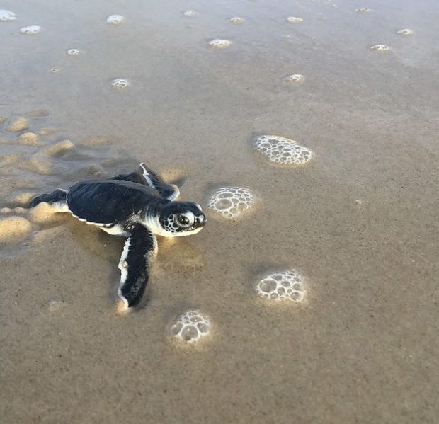 Green sea turtle hatchling on sand at Cape Hatteras National Seashore
