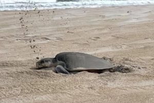 A rare Kemp's ridley sea turtle digs her nest on the beach of Cape Hatteras National Seashore.