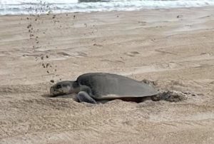 Rarest of the Rare: Conservation of the Kemp’s Ridley Sea Turtle
