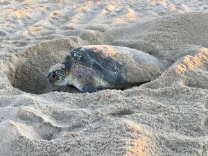 A close-up view of a Green sea turtle digging her nest in the sand on the beach of Cape Hatteras National Seashore.