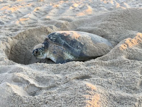 A close-up view of a Green sea turtle digging her nest in the sand on the beach of Cape Hatteras National Seashore.