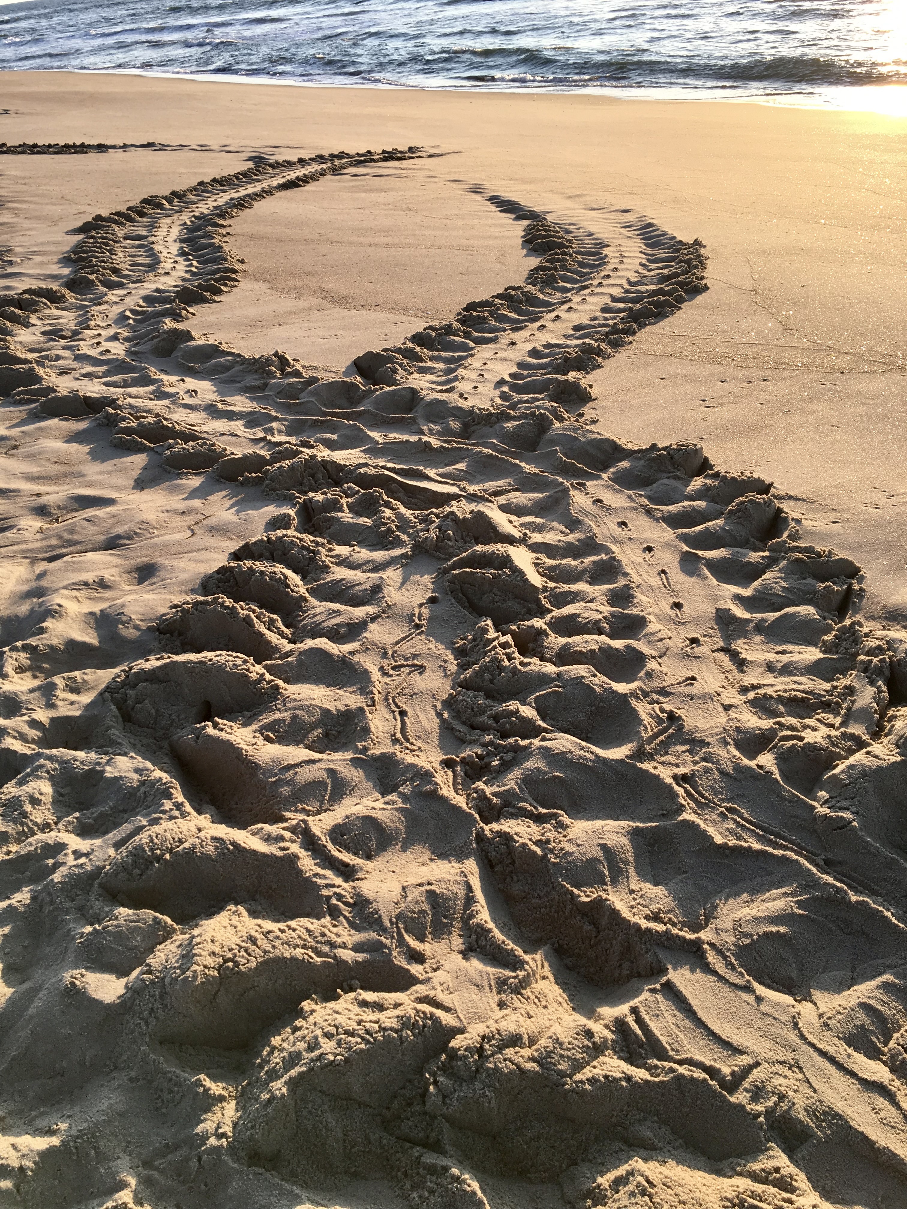Green sea turtle crawl tracks in the sand on Cape Hatteras National Seashore. 