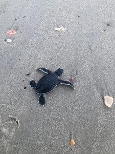 A green sea turtle hatchling crawls on the sand among seashells on Cape Hatteras National Seashore.
