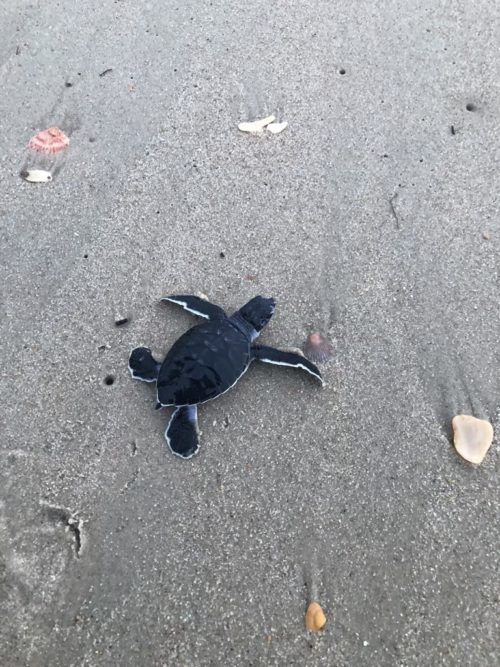 A green sea turtle hatchling crawls on the sand among seashells on Cape Hatteras National Seashore.