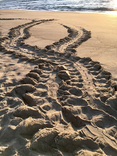 Tracks in the sand on the beach of Cape Hatteras National Seashore left by a Green sea turtle exiting and reentering the ocean.