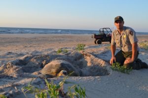 Ranger Paul with a nesting sea turtle in the early morning light on the beach of Cape Hatteras National Seashore with the ocean and an off-road vehicle in the background