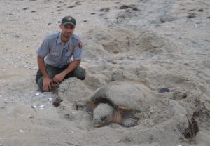 Paul with a large nesting sea turtle on the beach of Cape Hatteras National Seashore.