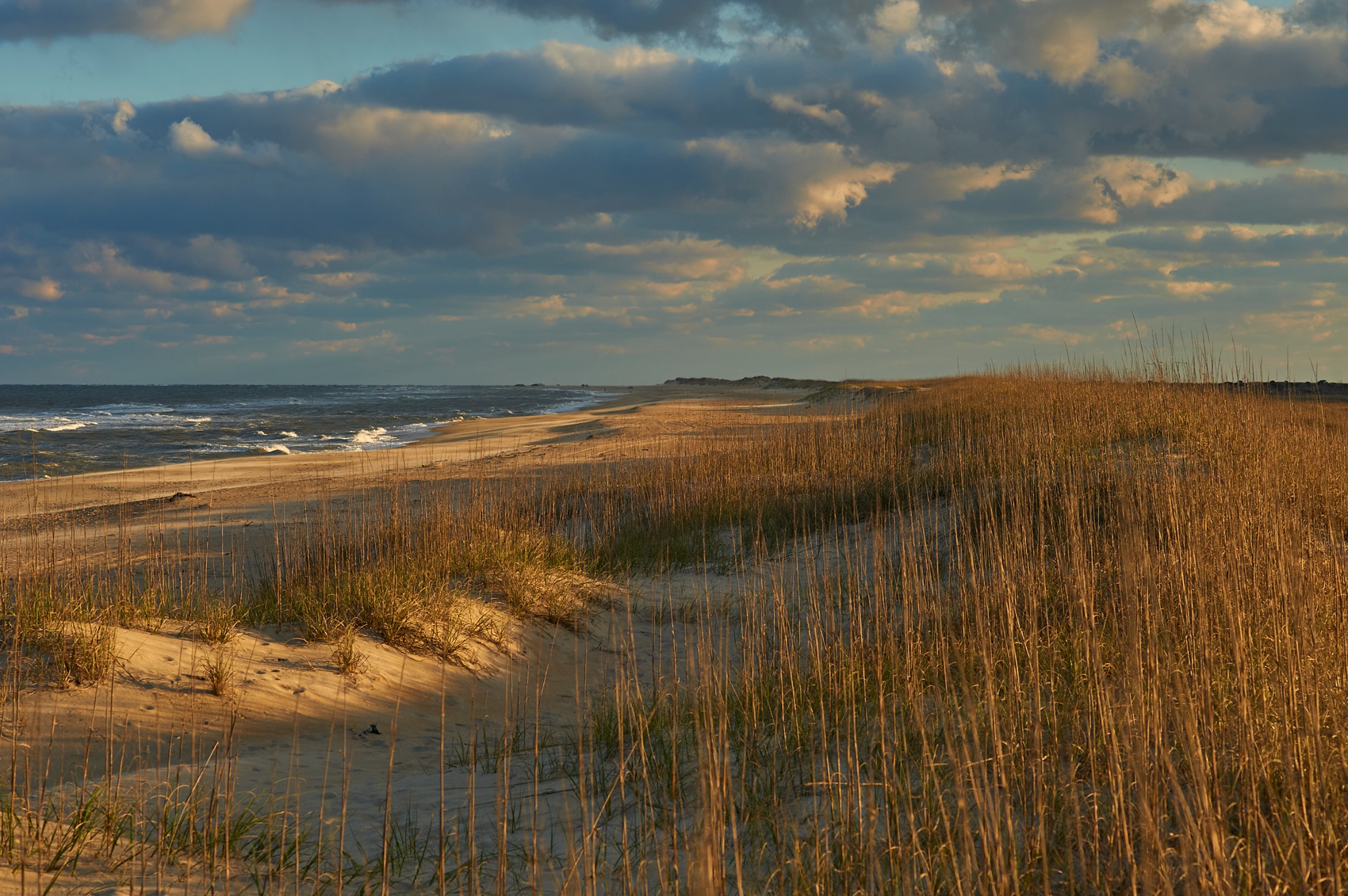 A photograph of Cape Hatteras National Seashore in golden light at sunset. Tan and brown sea oats and sand are in the foreground. The teal ocean is in the background. White puffy clouds dot the blue sky above.