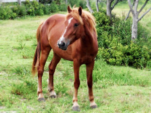 Jitterbug