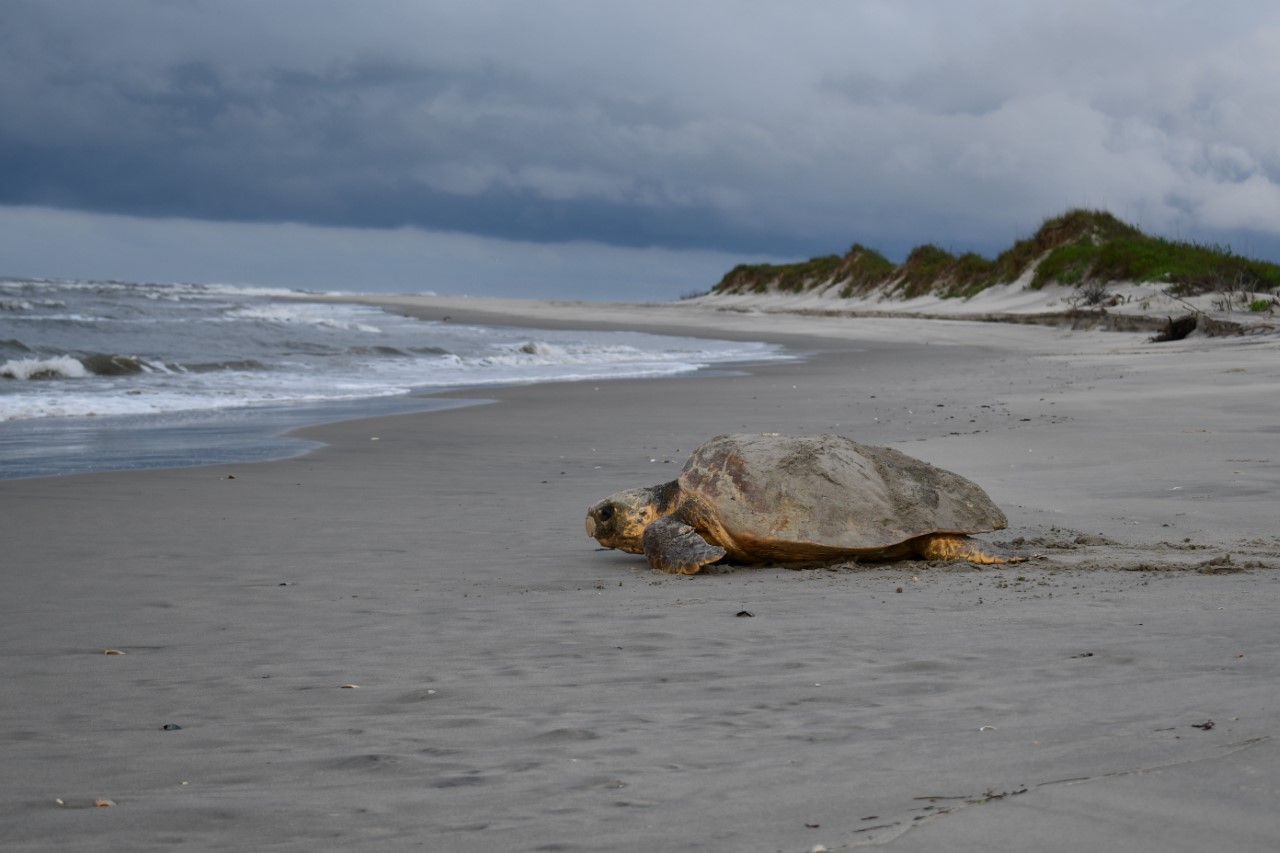 An adult female loggerhead sea turtle on Cape Hatteras National Seashore makes her way back to the ocean ahead of a storm. 