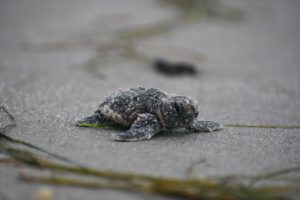 A loggerhead sea turtle hatchling covered in sand sits on the beach on Cape Hatteras National Seashore.