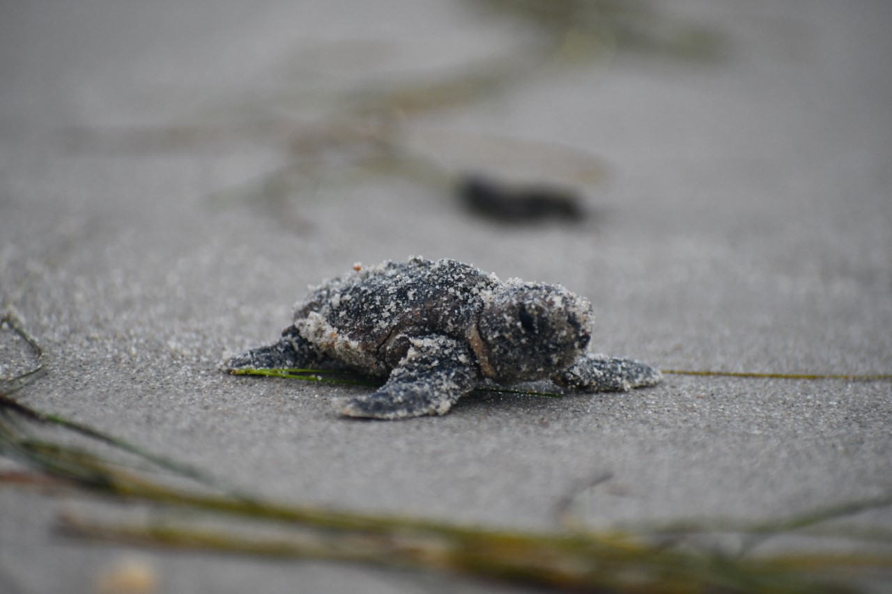 A loggerhead sea turtle hatchling covered in sand sits on the beach on Cape Hatteras National Seashore. 