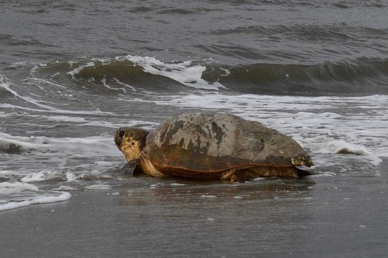 Icons of Cape Hatteras: Conservation of the Loggerhead Sea Turtle 