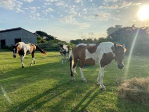 Three Ocracoke Banker ponies graze in their pen on a sunny day. 