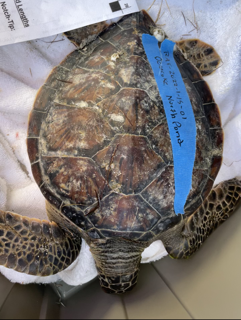 A cold stunned sea turtle found in the North Pond of Ocracoke Island.
