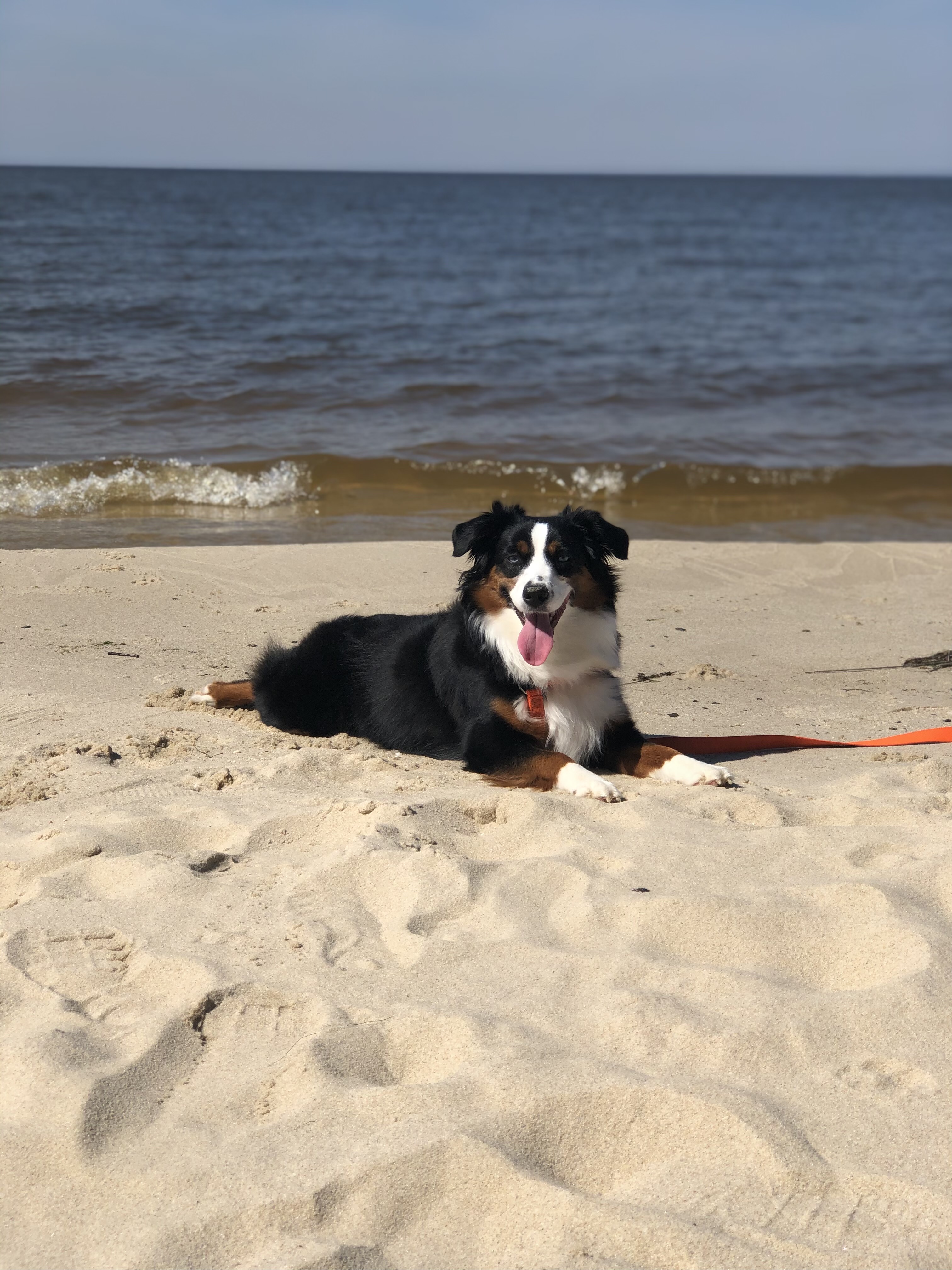 Matthew Hall's dog, Brahma, soaking up the sun on the beach!