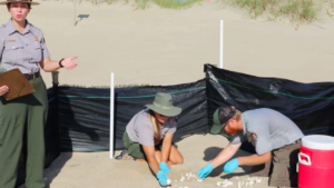 Three biological technicians excavating a sea turtle nest on the beach at Cape Hatteras National Seashore.
