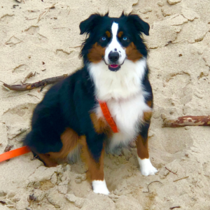 Matthew Hall's dog, Brahma, sitting on the beach and soaking up the sun!
