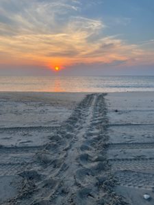 Loggerhead sea turtle crawl tracks on Cape Hatteras National Seashore at sunrise.  