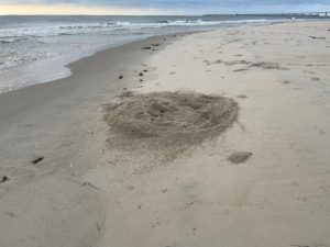 A sea turtle nest laid in the sand below the average high tide line on Bodie Island Spit. It was safely relocated to a more suitable area by National Park Service staff. 