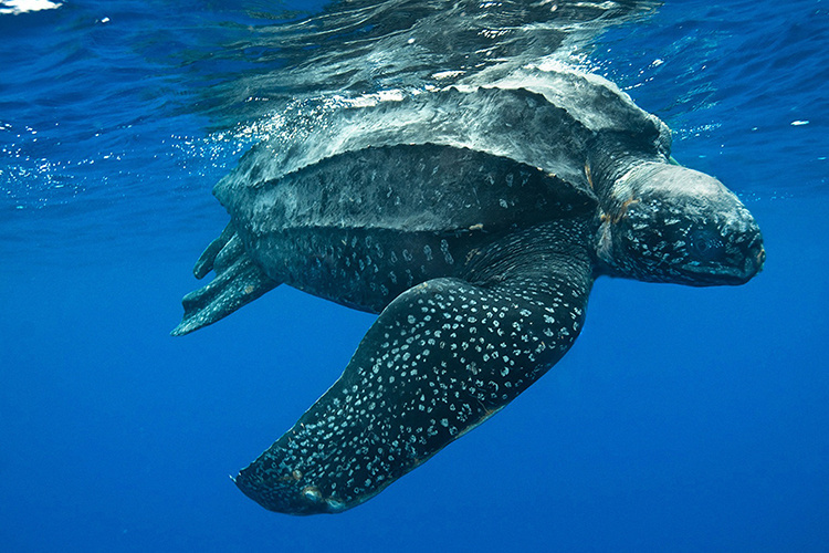 A closeup photograph of an adult leatherback sea turtle swimming underwater.