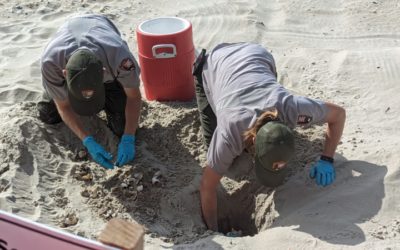 Nesting Season on the Outer Banks