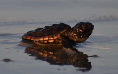 Ask A BioTech: Why Excavate Sea Turtle Nests?