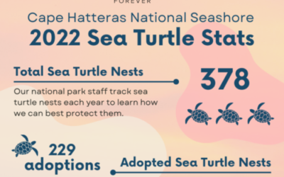 Sea Turtle Scoop: Your Look Inside the 2022 Sea Turtle Nesting Season at Cape Hatteras!
