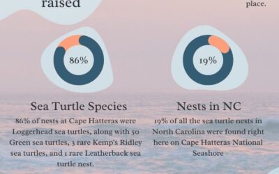 Sea Turtle Scoop 2023