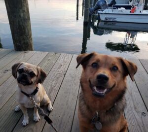 Ranger Alisa Hardin-Lapp's two dogs, June (left) and Kona (right), sitting on a dock looking at the camera. 