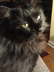 Sable, Robin's cat.