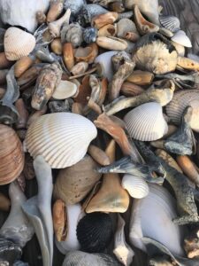 Seashells