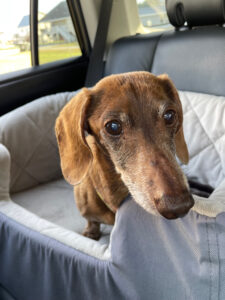 A 15-year-old miniature dachshund.