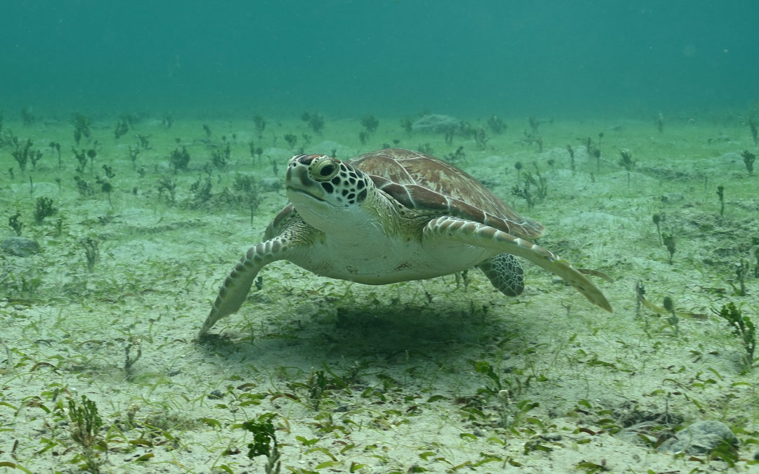 A green sea turtle (Chelonia mydas) resting in a seagrass bed. Photo by Michael Schilling.