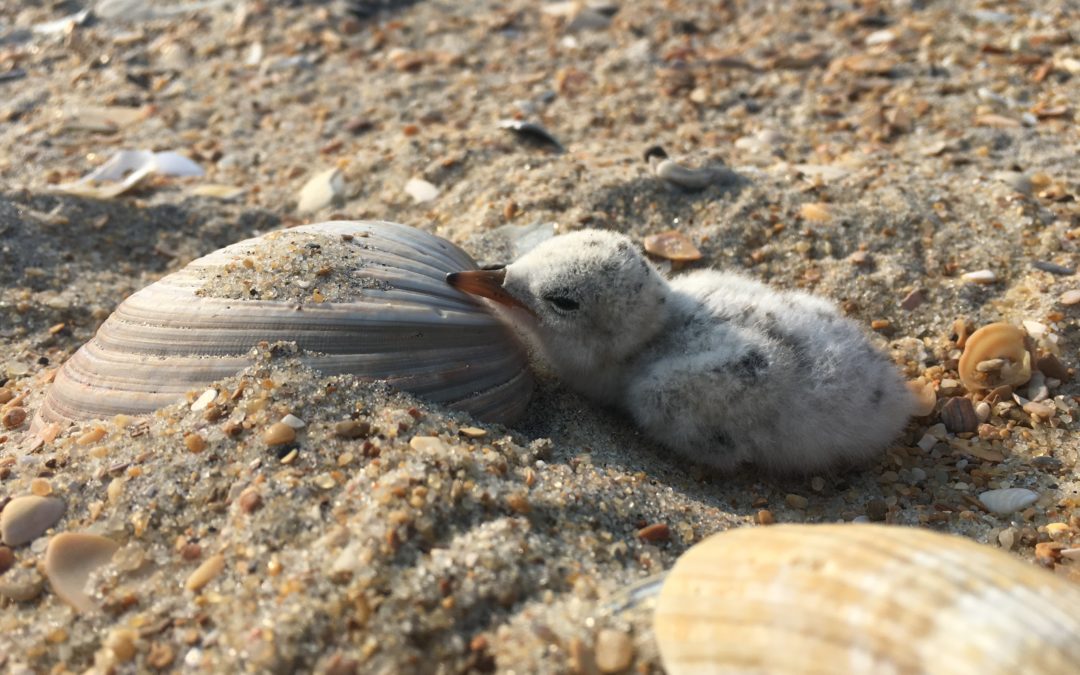 A newly hatched least tern chick in the Cape Point area of Cape Hatteras National Seashore.