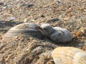 A newly hatched least tern chick in the Cape Point area of Cape Hatteras National Seashore.