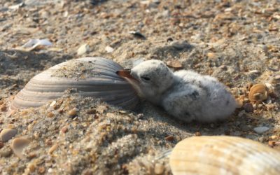 Ask A BioTech: All About Shorebird Protections
