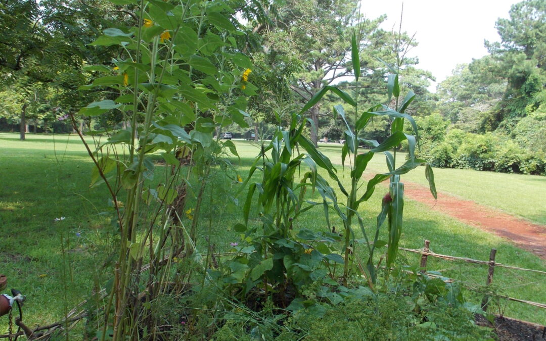 The Education Garden at Fort Raleigh National Historic Site with sunflowers in bloom.