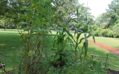 Education Garden at Fort Raleigh National Historic Site provides a new way to learn about Roanoke Island history  