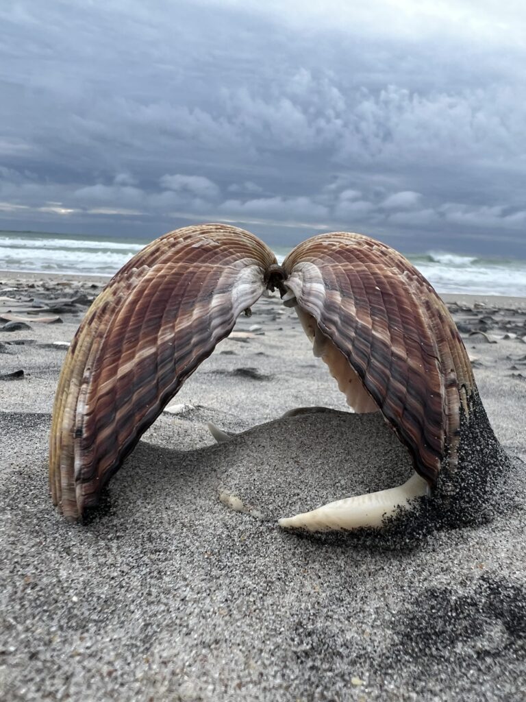 A scallop shell Nakita Lopez found on the beach