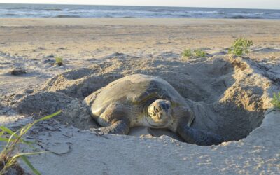 Sea Turtle Nesting: Step-by-Step 