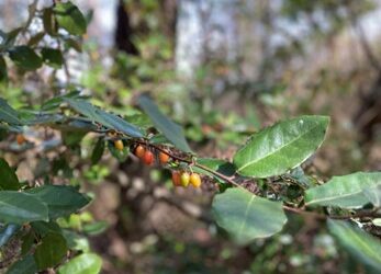 Science in Our Parks: Treating Invasive Plants