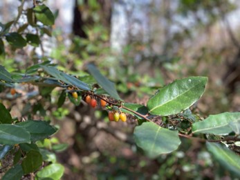 A close up of a Thorny Olive plant. The bark is rough and brown with thorns, while smaller branches are brown with scales. The thick leaves of the shrub grow in an alternate arrangement and have silver undersides with brown specks. It has red oblong fruit that is covered in silvery-brown scales.
